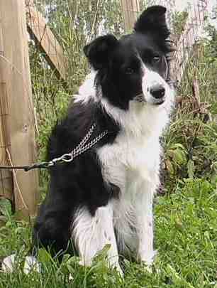 Fin Tva Festivo Vivika, kuva M-L L�nnholtz